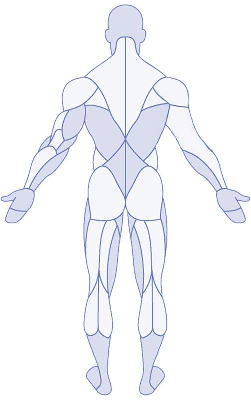 Back Body
